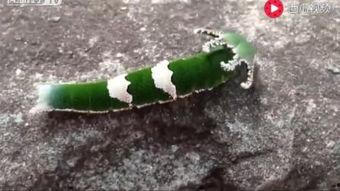 动物吃瓜视频合集,动物吃瓜视频合集趣味盘点