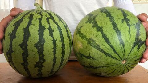 梦见西瓜地里偷瓜吃,偷瓜西瓜地，揭秘梦境中的甜蜜诱惑