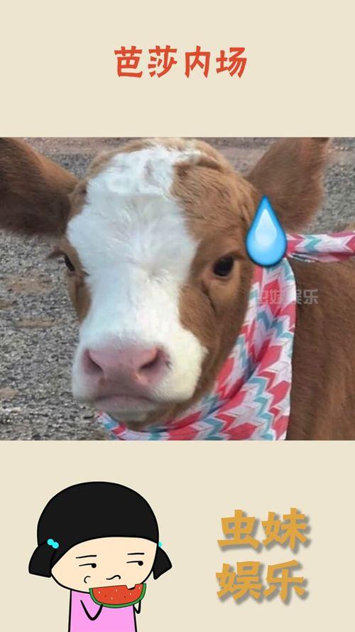 海外抖音吃瓜,揭秘网红幕后故事