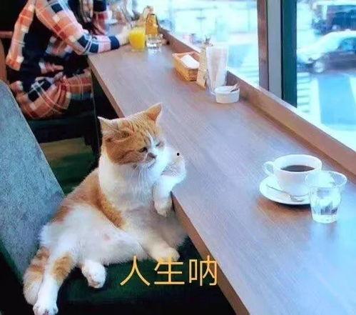 瓜哥吃瓜画猫视频大全