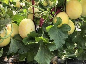 界首吃瓜的视频,一场视觉与味蕾的双重盛宴