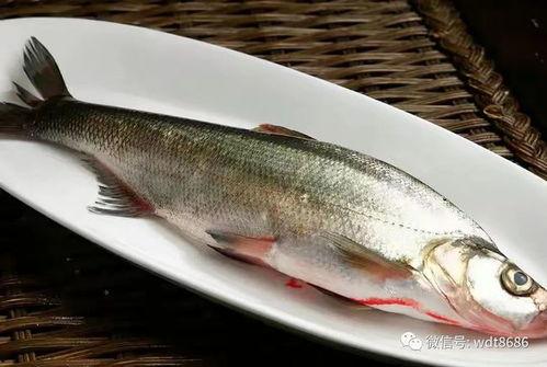 星野吃瓜鱼,揭秘娱乐圈的幕后故事