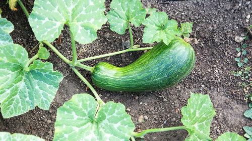 超长瓠瓜怎么吃,探索健康美味的烹饪新境界