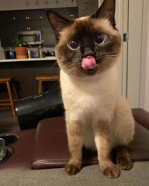 瓜瓜菌吃瓜埃及猫