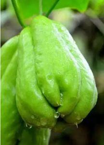 佛手瓜 整个怎样吃,从根到叶，尽享美味与营养