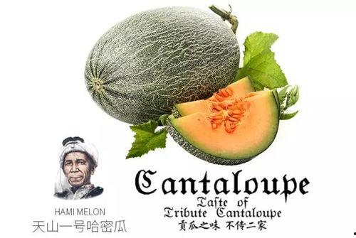 躺平吃瓜小说推荐,揭秘网络小说中的躺平生活与轻松娱乐