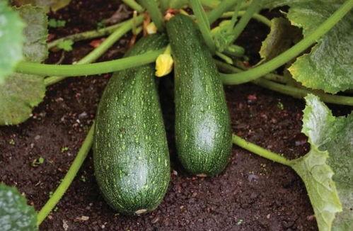 秋天吃哪三瓜,养生必备的三瓜推荐