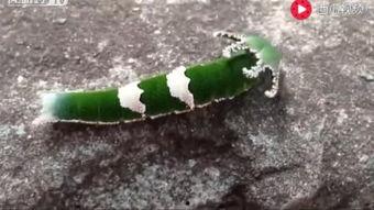 动物吃瓜视频合集,动物吃瓜视频合集趣味盘点