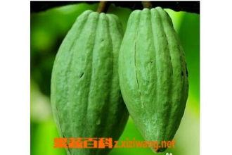 dearwang吃瓜,网络红人的瓜田奇遇记