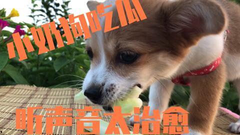 狗吃瓜图片,狗狗欢乐瓜园大冒险