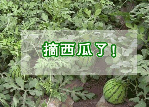 鹿泉大河吃瓜
