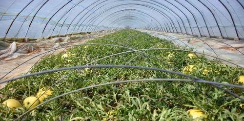 吃瓜威海,探寻这座海滨城市的美食与风情