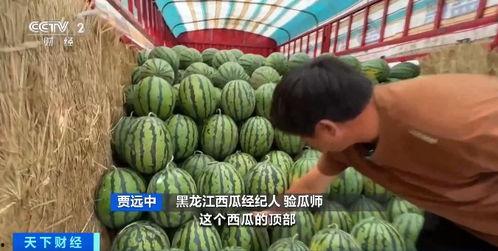 魏县曹堤吃瓜事件,一场引发热议的乡村美食狂欢