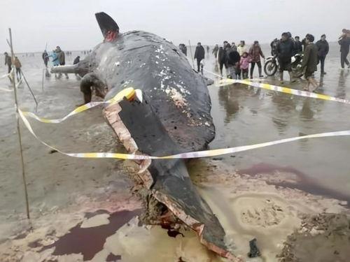 吃瓜割肉,把握投资先机