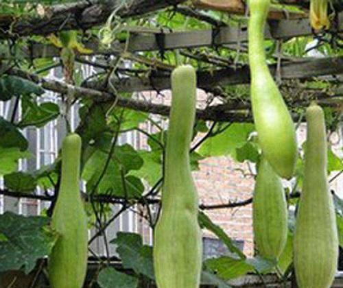 红瓜吃长肉吗,吃出健康，告别长肉烦恼