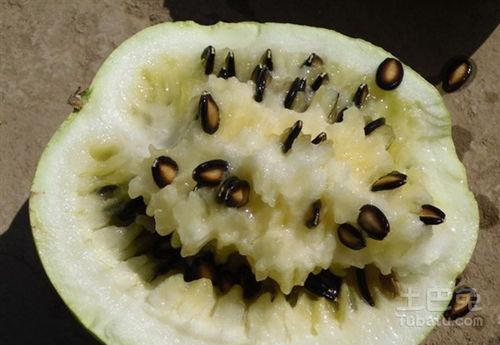 玆瓜怎么吃,探索健康美味的玆瓜烹饪技巧