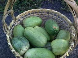 田妈吃瓜,揭秘娱乐圈幕后故事