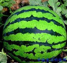 上海看瓜吃瓜的地方在哪,揭秘城市中的看瓜吃瓜胜地