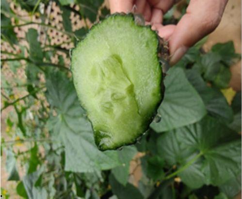 蛋白直播吃瓜,揭秘网红吃瓜背后的故事